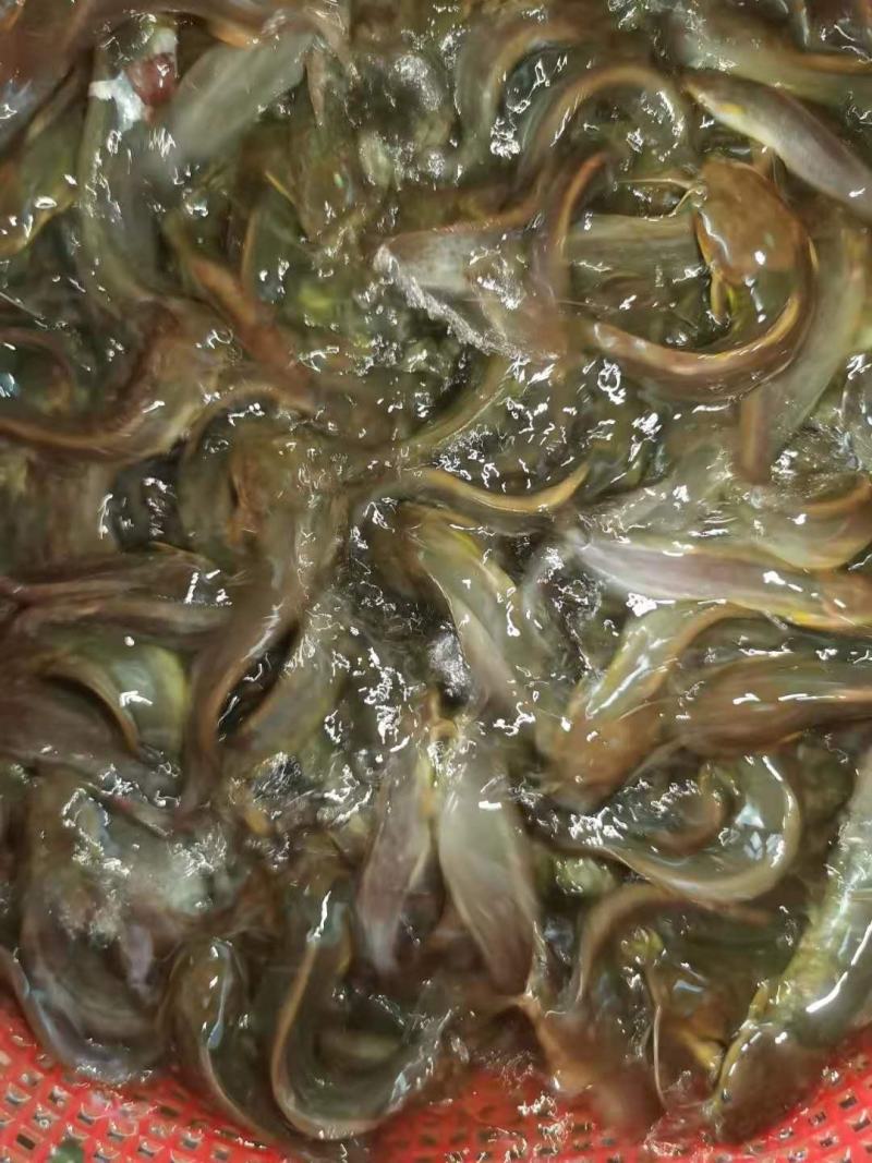 塘角鱼苗塘鲺鱼苗胡子鲶鱼苗大量出售全程技术指导