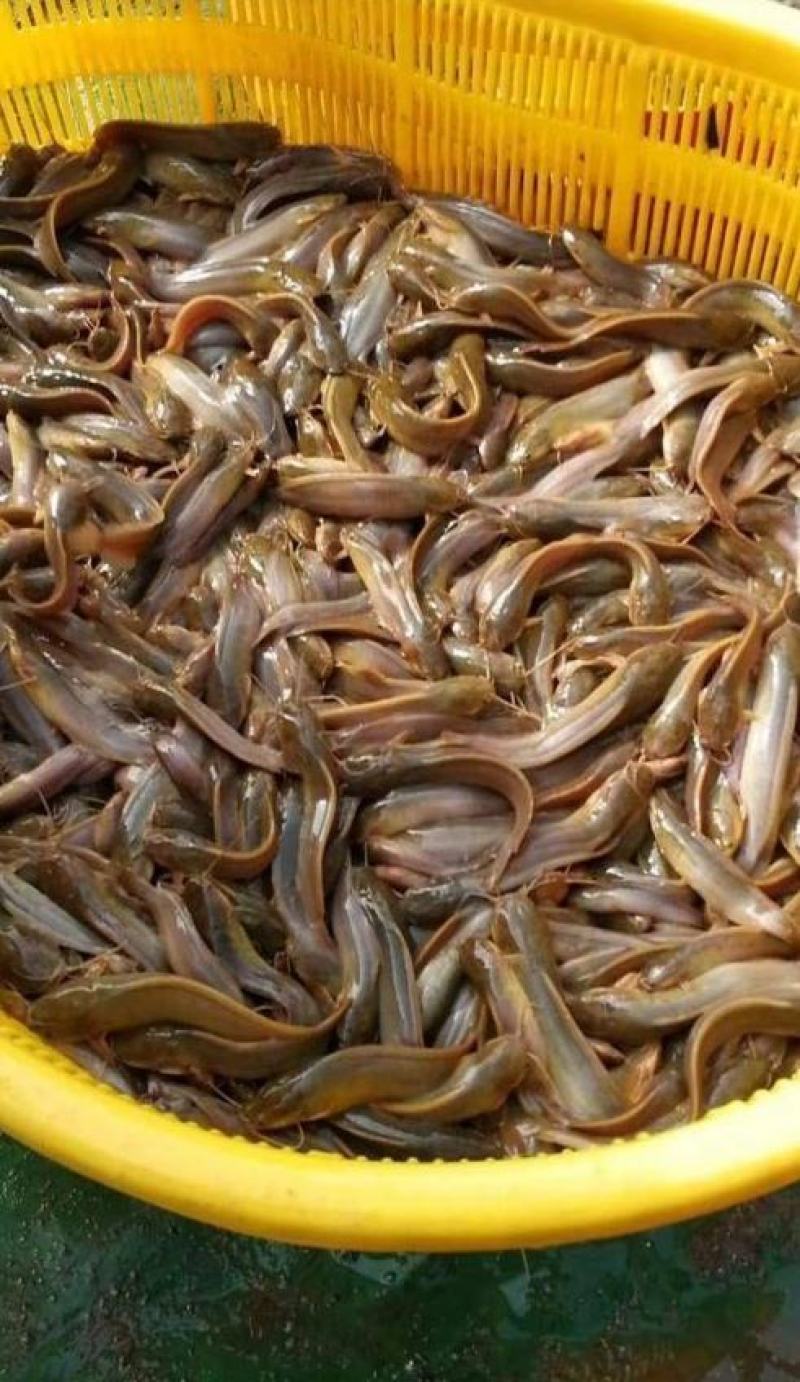 塘角鱼苗塘鲺鱼苗胡子鲶鱼苗大量出售全程技术指导
