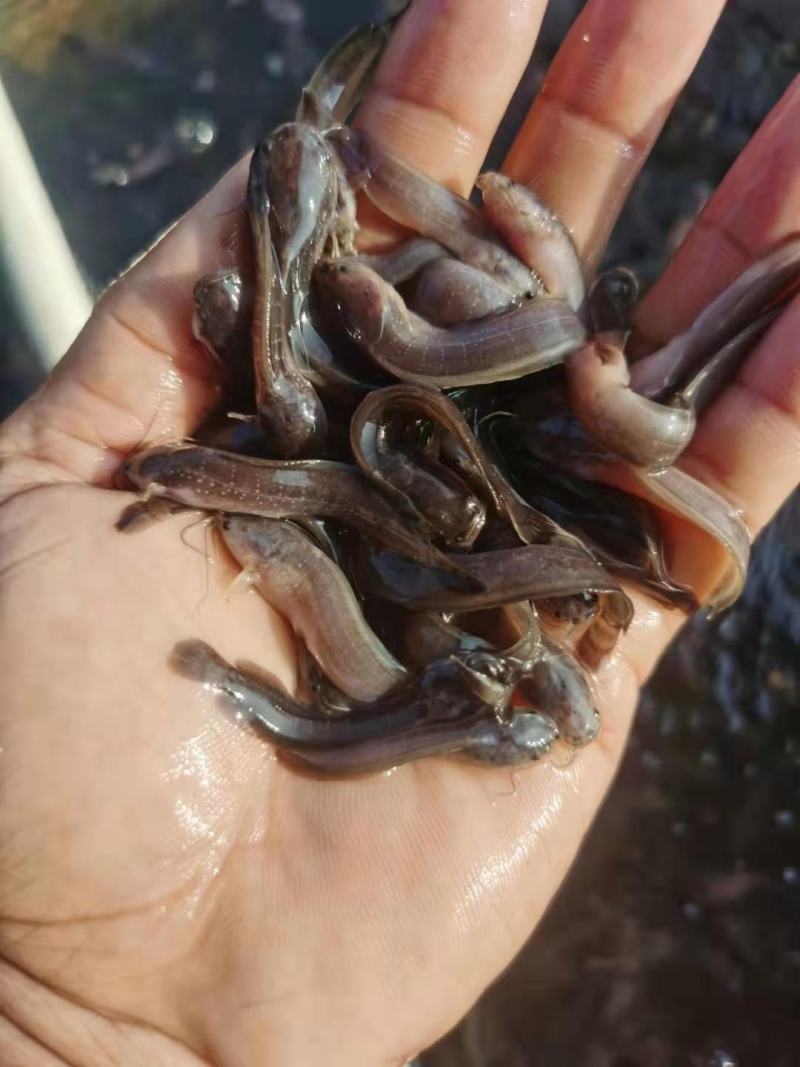 塘角鱼苗塘鲺鱼苗胡子鲶鱼苗大量出售全程技术指导