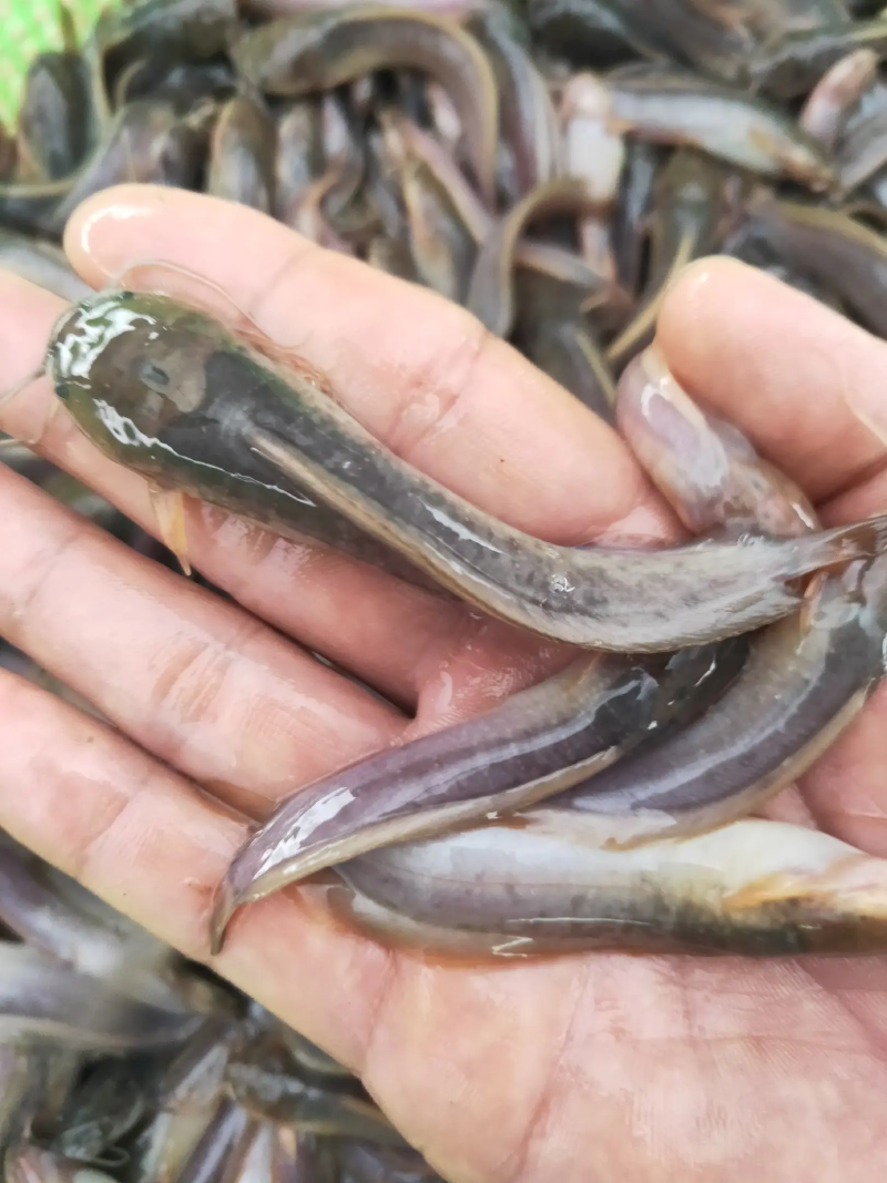 塘角鱼苗塘鲺鱼苗胡子鲶鱼苗大量出售全程技术指导