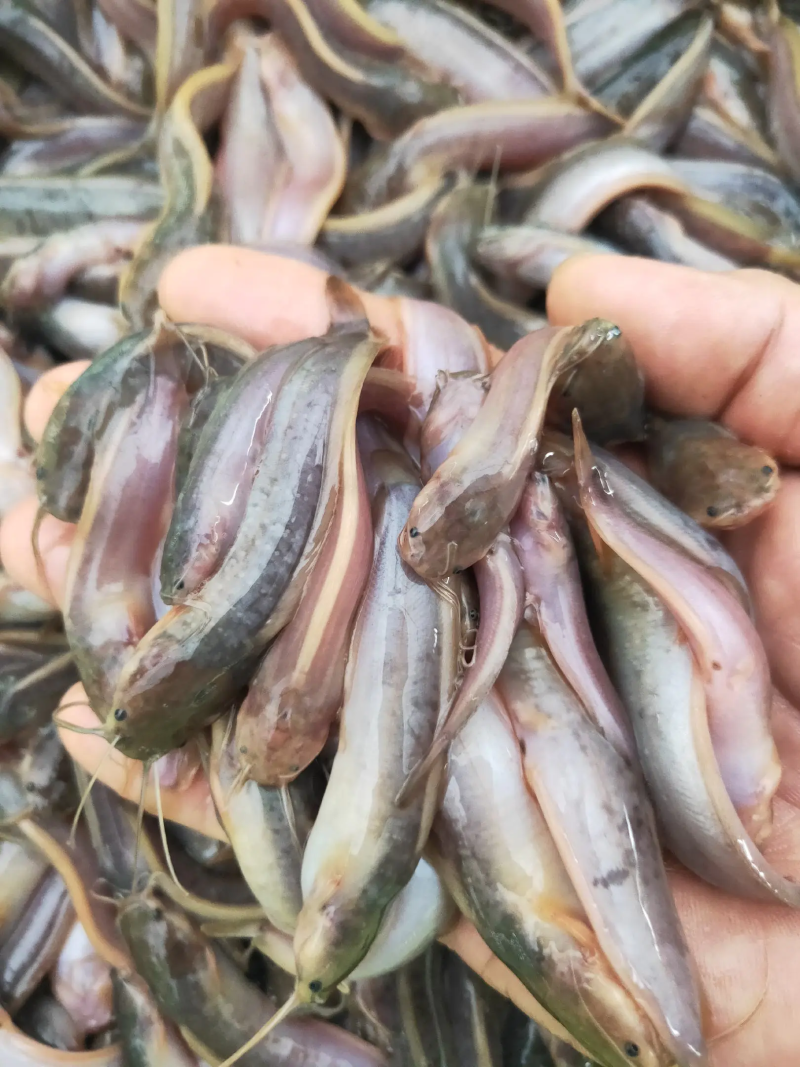 塘角鱼苗塘鲺鱼苗胡子鲶鱼苗大量出售全程技术指导