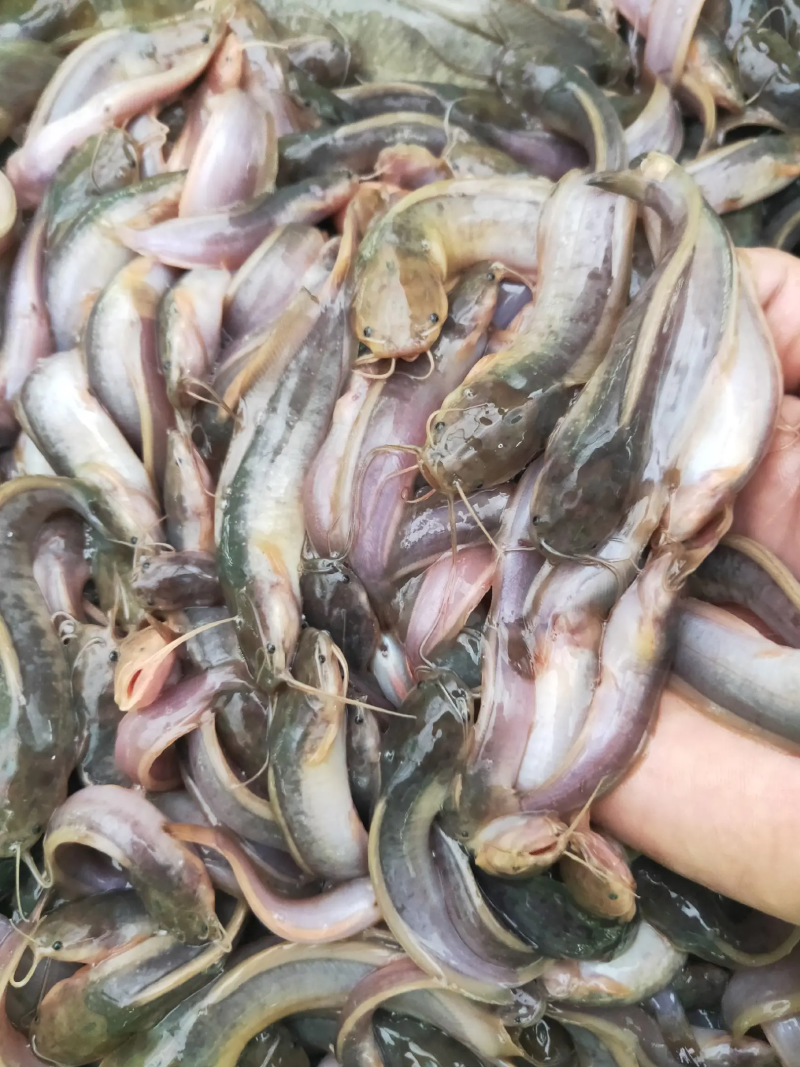 塘角鱼苗塘鲺鱼苗胡子鲶鱼苗大量出售全程技术指导