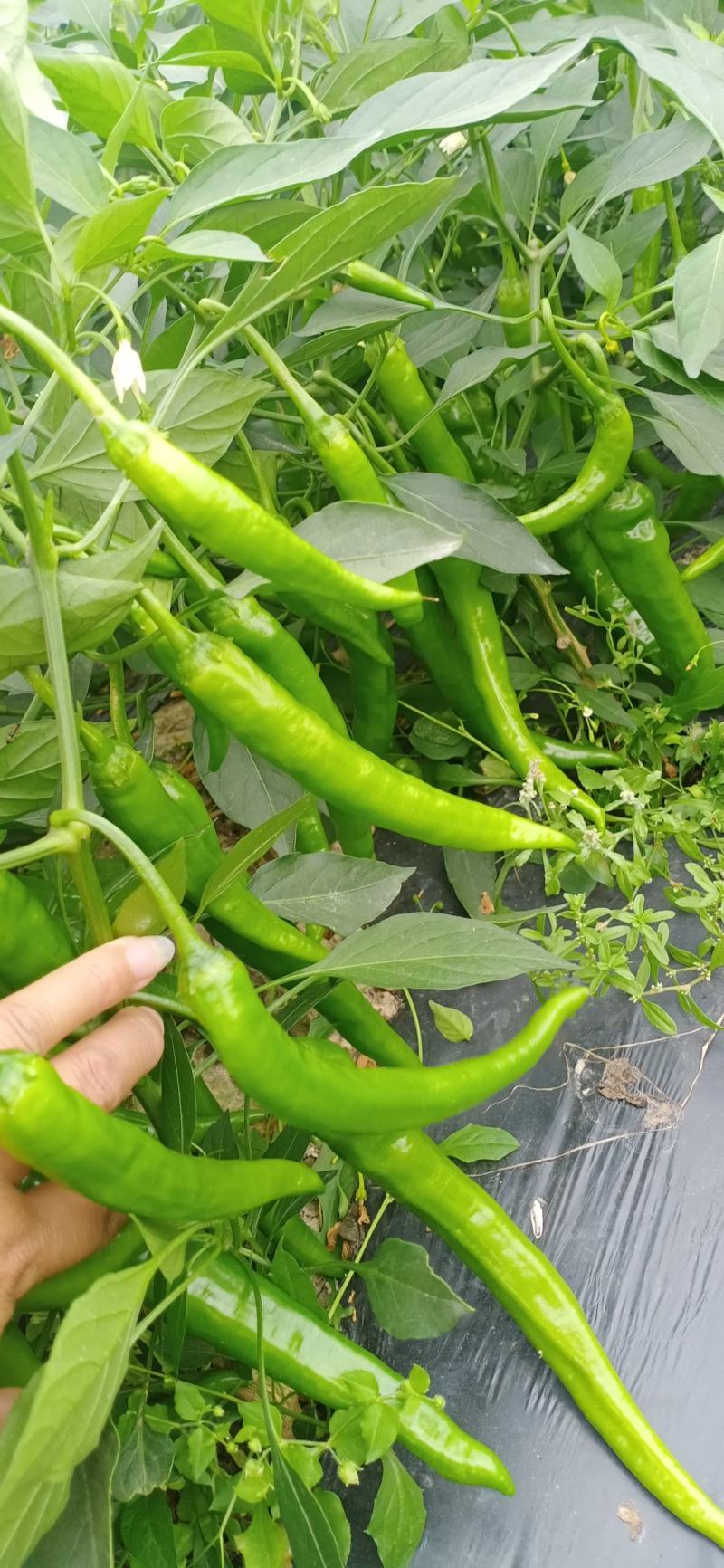 辣椒！2号8号螺线微辣，条型好！质量保证，价格优惠