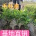 毛鹃夏鹃春鹃现挖现发基地直销毛杜鹃工程色块苗木毛娟夏娟