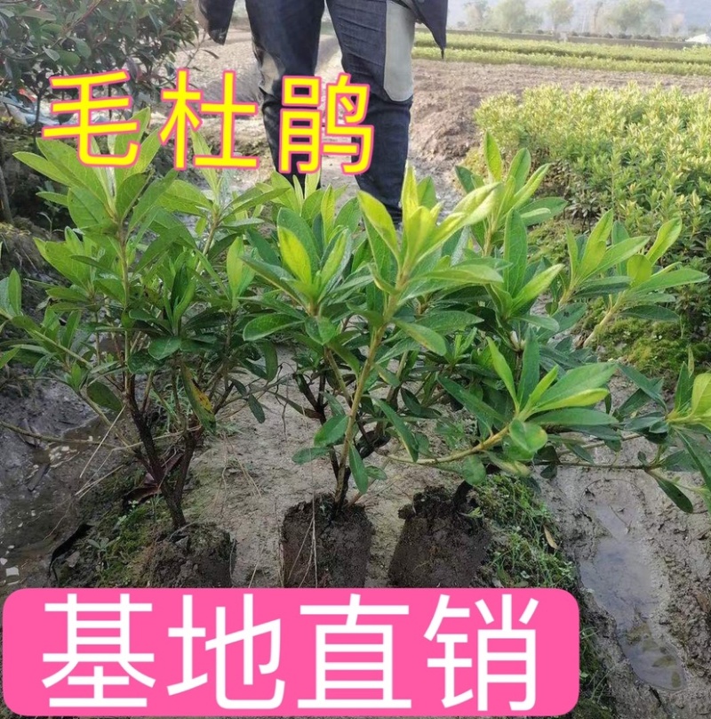 毛鹃夏鹃春鹃现挖现发基地直销毛杜鹃工程色块苗木毛娟夏娟