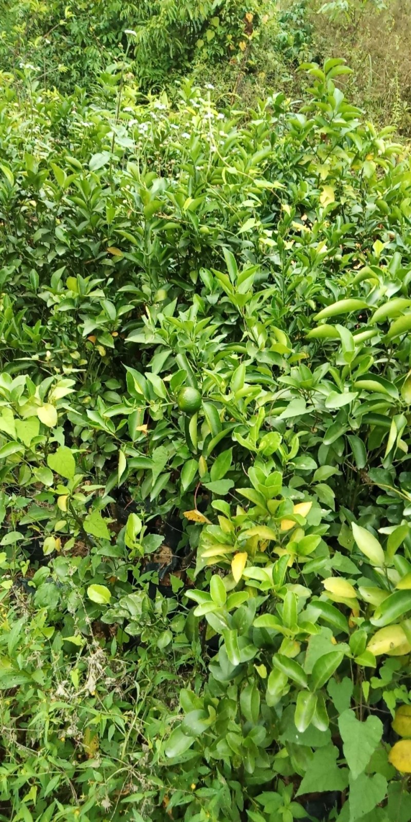 沙糖桔苗，易管理产量高，屋前屋后种上一棵