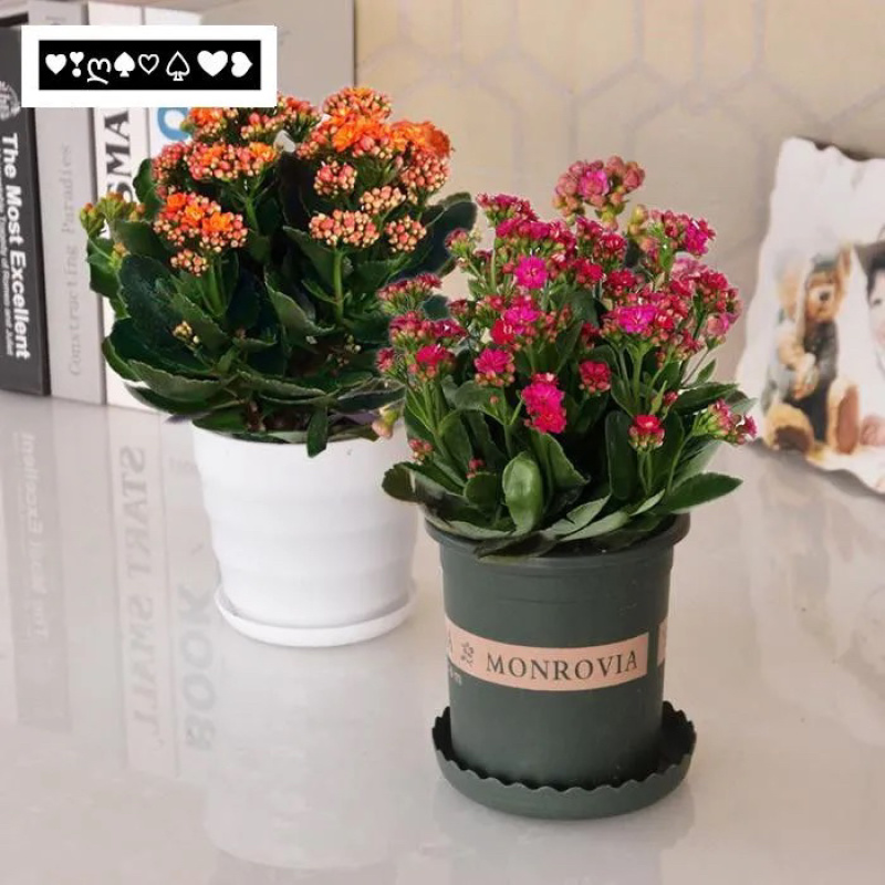 长寿花苗花盆栽重瓣花苗带花苞四季花卉吸甲醛