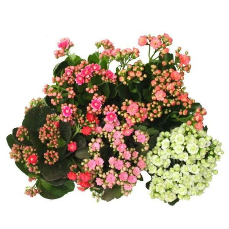 长寿花苗花盆栽重瓣花苗带花苞四季花卉吸甲醛