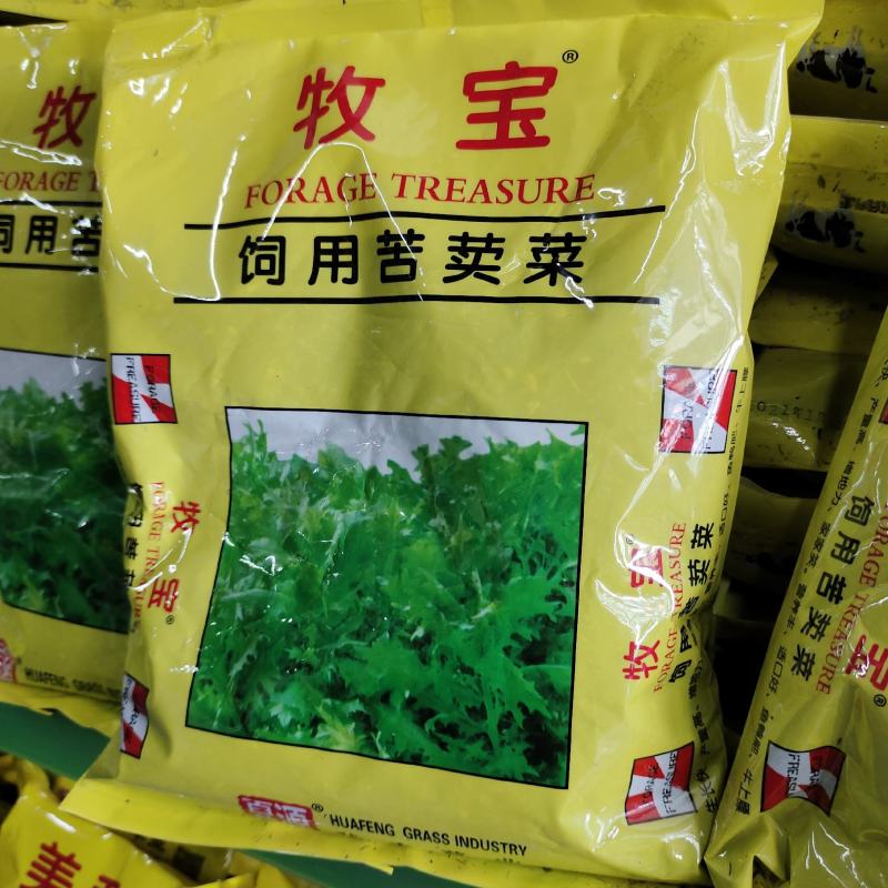 苦麦菜，苦麦菜，苦卖菜，苦卖菜，苦卖菜，多年生苦麦菜种子