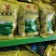 苦麦菜，苦麦菜，苦卖菜，苦卖菜，苦卖菜，多年生苦麦菜种子