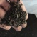 苦麦菜，苦麦菜，苦卖菜，苦卖菜，苦卖菜，多年生苦麦菜种子