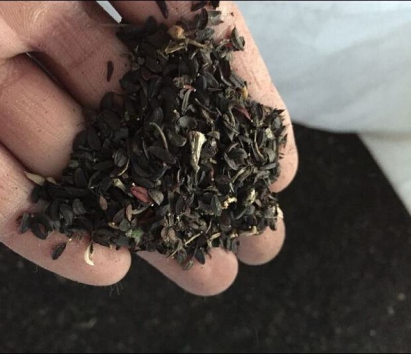 苦麦菜，苦麦菜，苦卖菜，苦卖菜，苦卖菜，多年生苦麦菜种子