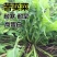 苦麦菜，苦麦菜，苦卖菜，苦卖菜，苦卖菜，多年生苦麦菜种子