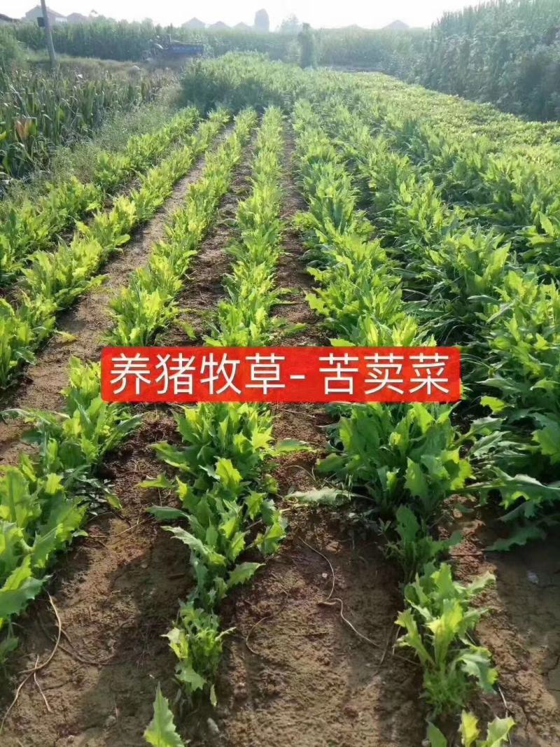 苦麦菜，苦麦菜，苦卖菜，苦卖菜，苦卖菜，多年生苦麦菜种子