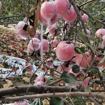 纸加膜红富士苹果大量入库，黄土高坡纸加膜红富士苹果供应