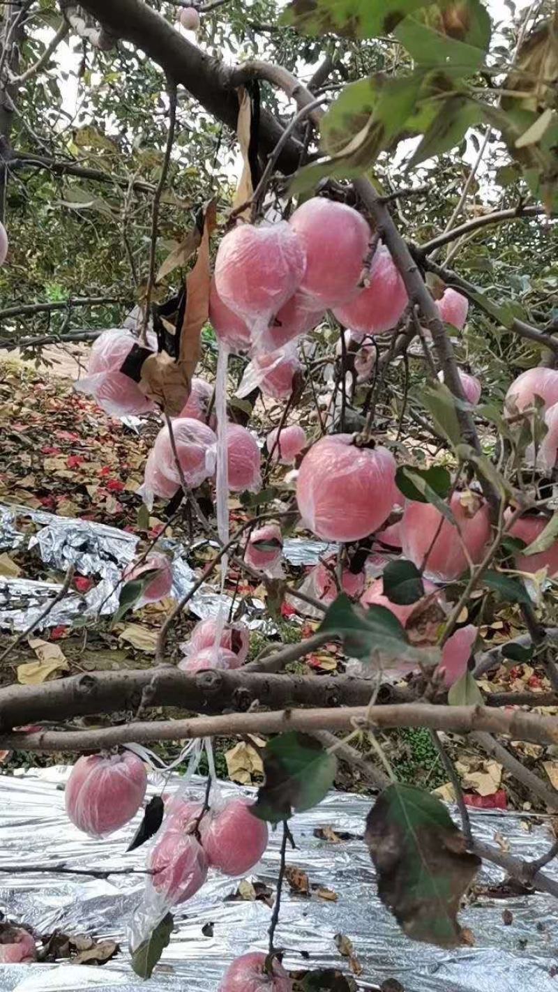 纸加膜红富士苹果大量入库，黄土高坡纸加膜红富士苹果供应