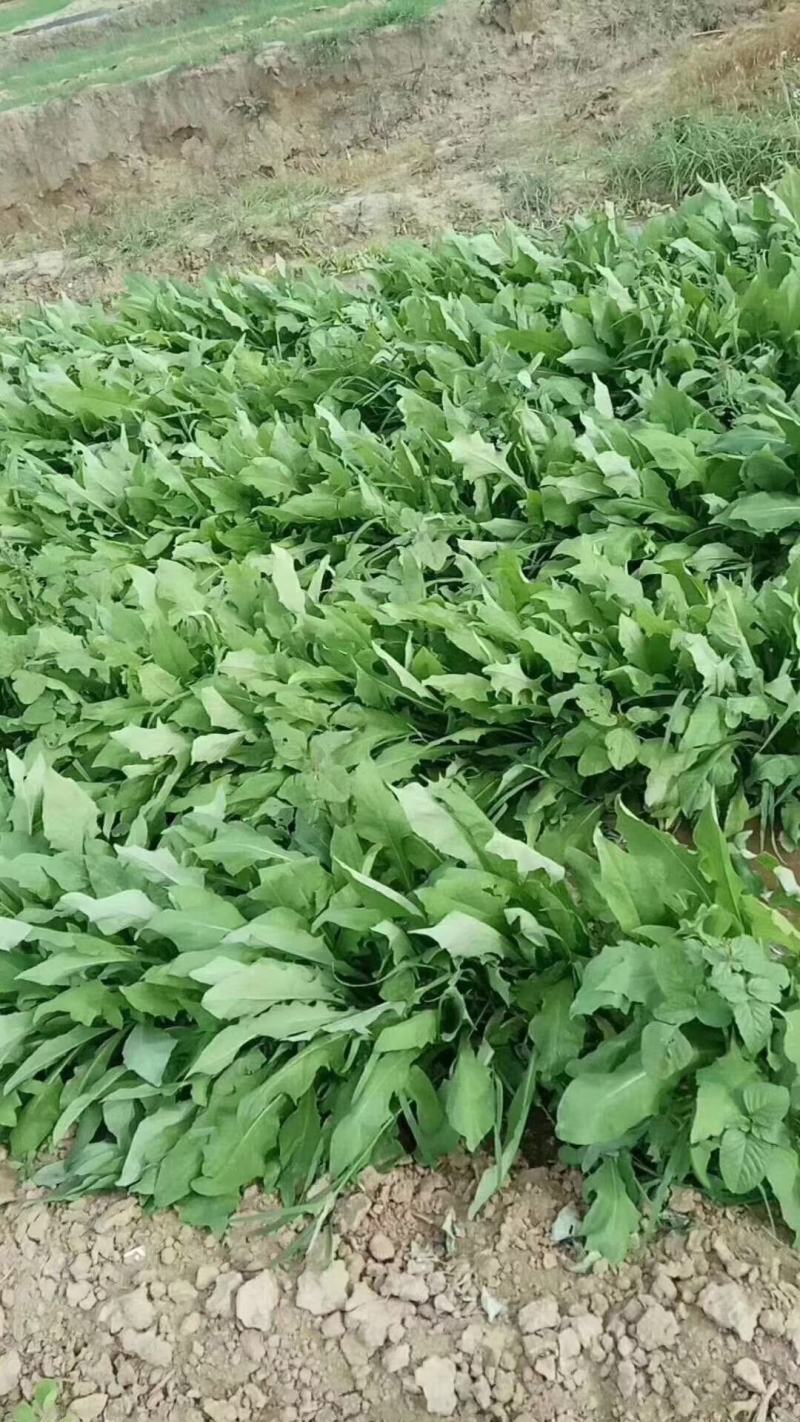 苦麦菜，苦麦菜，苦卖菜，苦卖菜，苦卖菜，多年生苦麦菜种子