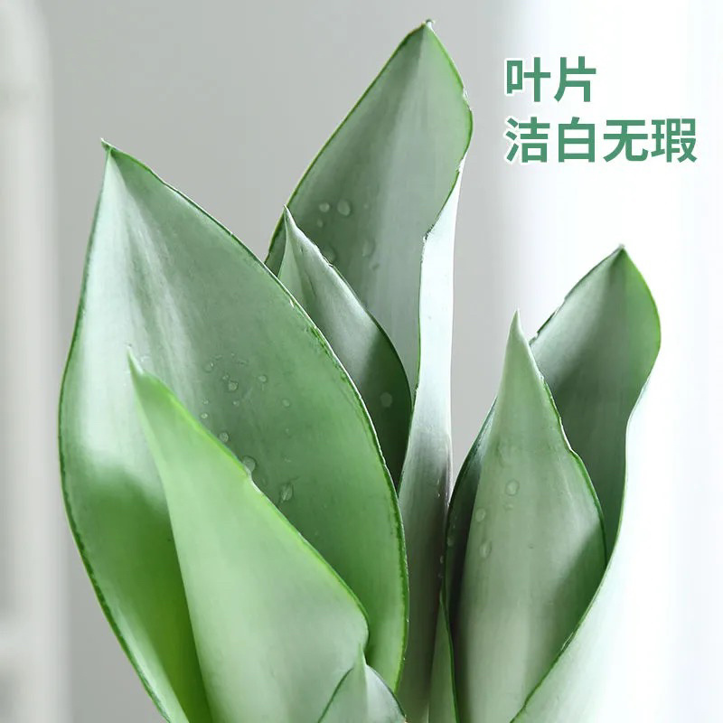 白玉兰水培植物盆栽虎皮兰盆栽花卉除甲醛