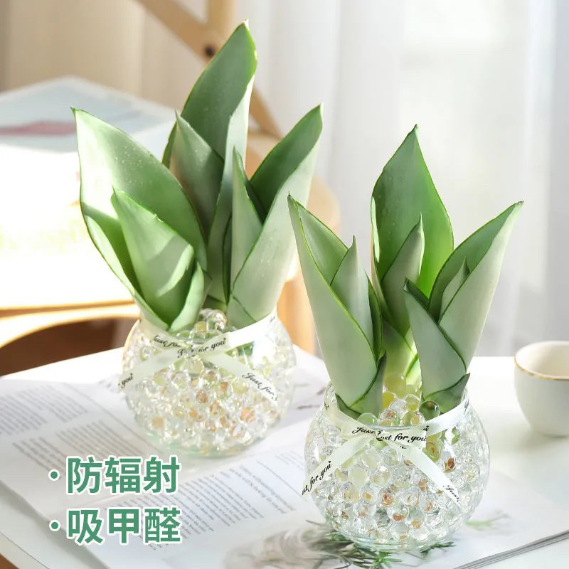 白玉兰水培植物盆栽虎皮兰盆栽花卉除甲醛