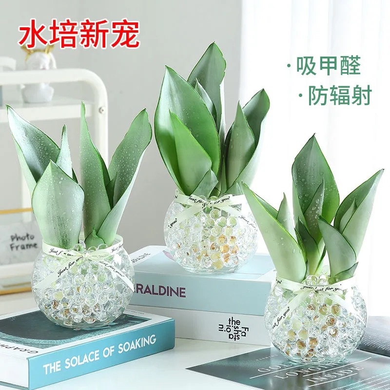白玉兰水培植物盆栽虎皮兰盆栽花卉除甲醛