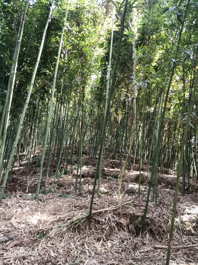 苦笋，高山苦笋，优质苦笋出售，一手货源，欢迎老板预订！