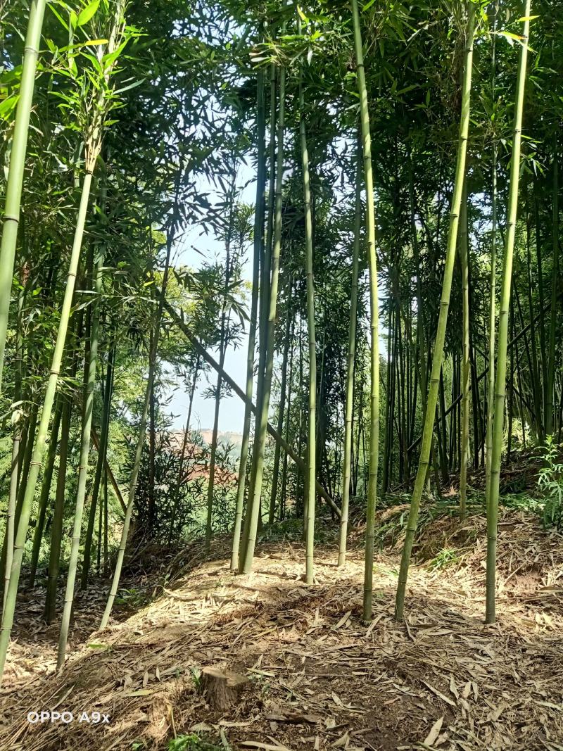 苦笋，高山苦笋，优质苦笋出售，一手货源，欢迎老板预订！