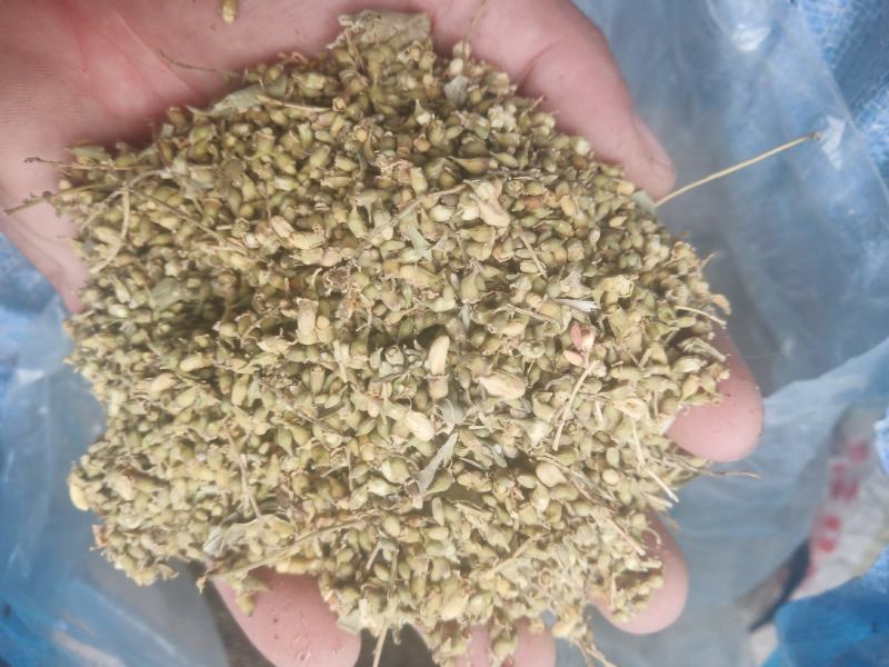 山东槐米单季槐米好统货含量高山东临沂产地直销新货