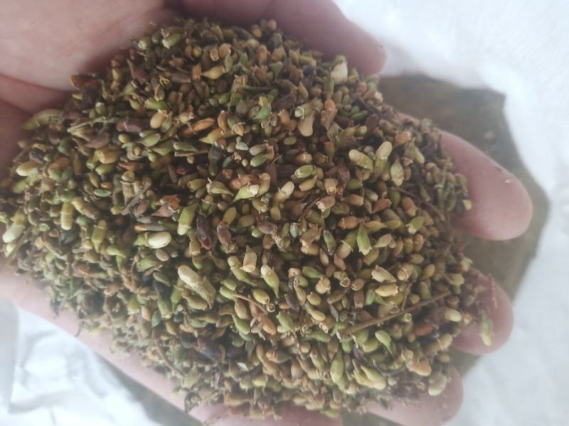 山东槐米单季槐米好统货含量高山东临沂产地直销新货