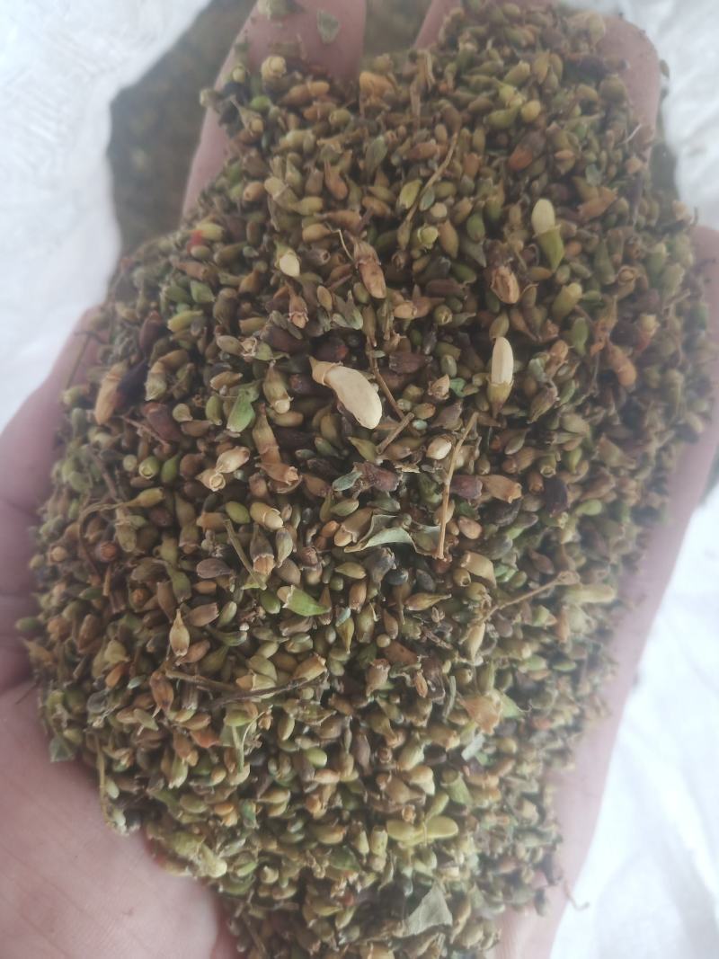 山东槐米单季槐米好统货含量高山东临沂产地直销新货