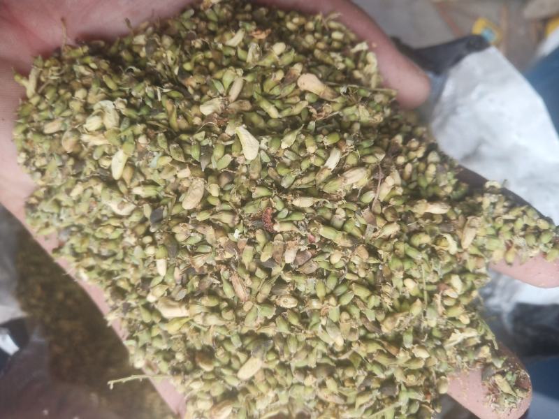 山东槐米单季槐米好统货含量高山东临沂产地直销新货