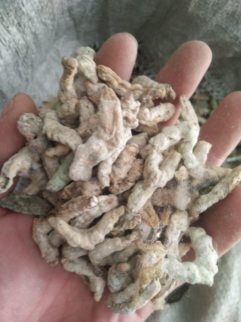 新货山东临沂产地僵蚕干净无杂质产地直销颜色白