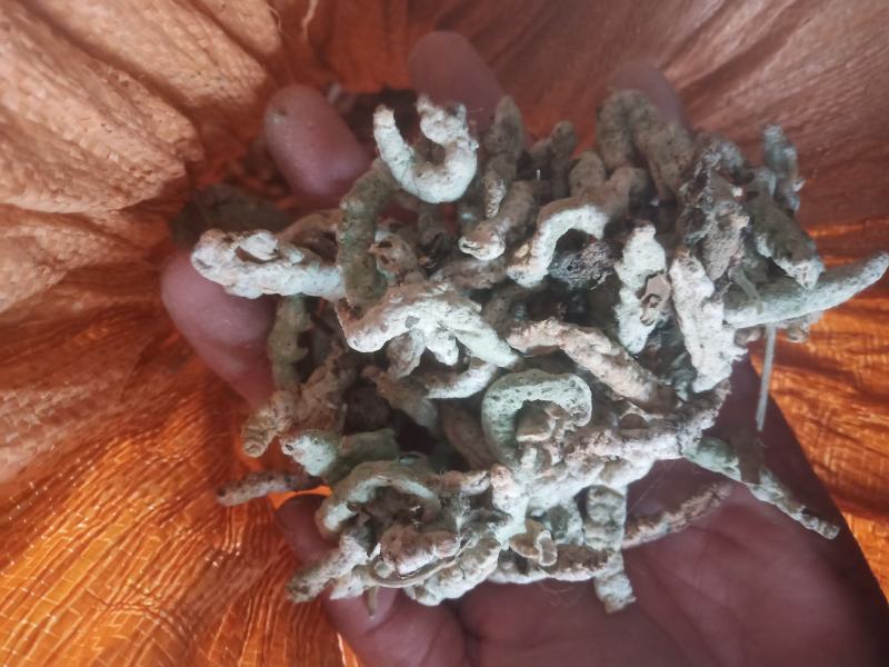 新货山东临沂产地僵蚕干净无杂质产地直销颜色白