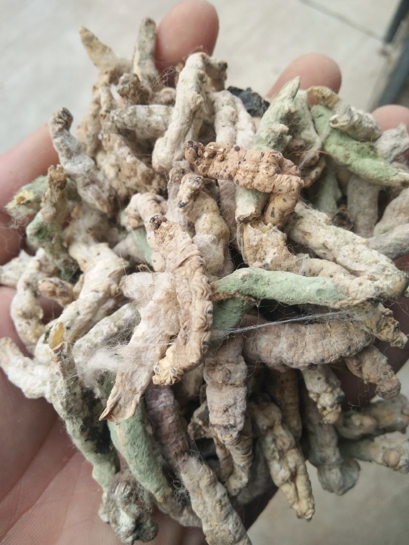 新货山东临沂产地僵蚕干净无杂质产地直销颜色白
