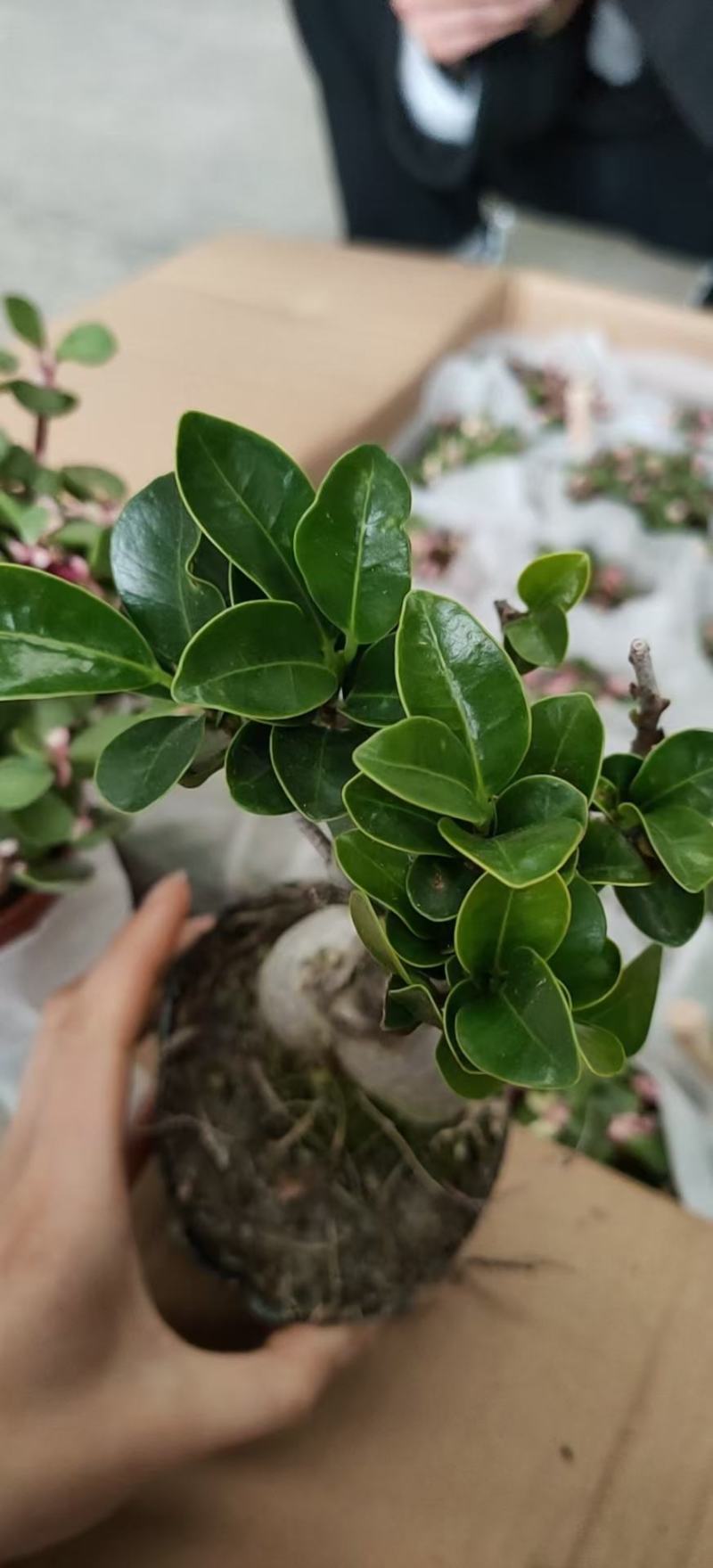 人生榕盆栽植物室内盆景绿化盆栽地摊批发