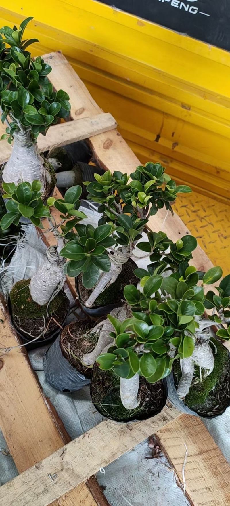 人生榕盆栽植物室内盆景绿化盆栽地摊批发