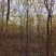 黄花风玲5公分200棵