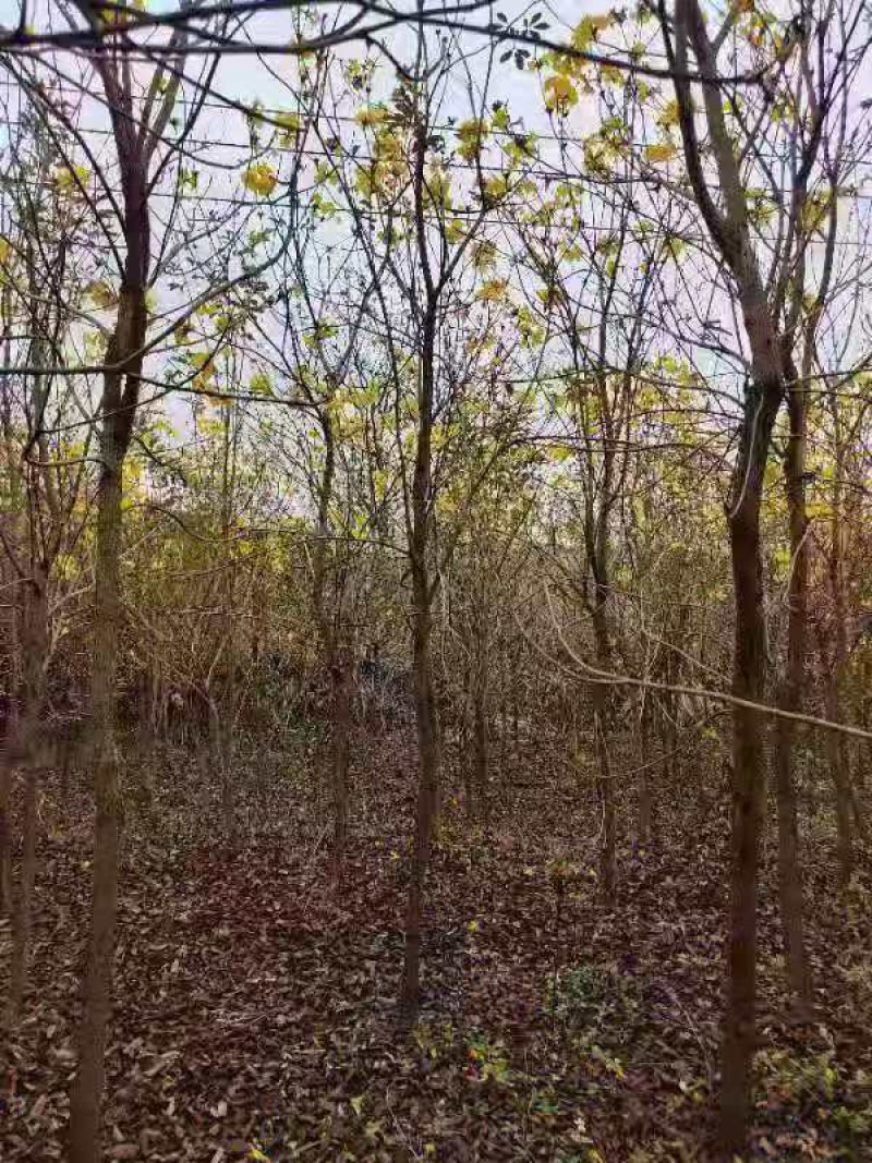 黄花风玲5公分200棵