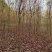黄花风玲5公分200棵