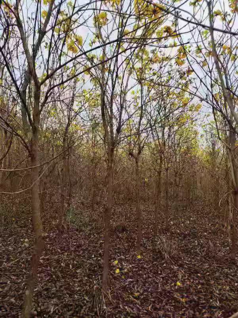 黄花风玲5公分200棵