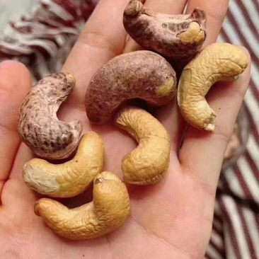 越南腰果优选精品大腰果进口腰果虎皮腰果口岸直供货腰果批发