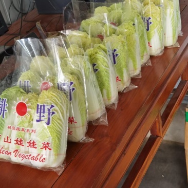 娃娃菜、大娃小娃大量有货【河南豫丰合作社诚信经营】
