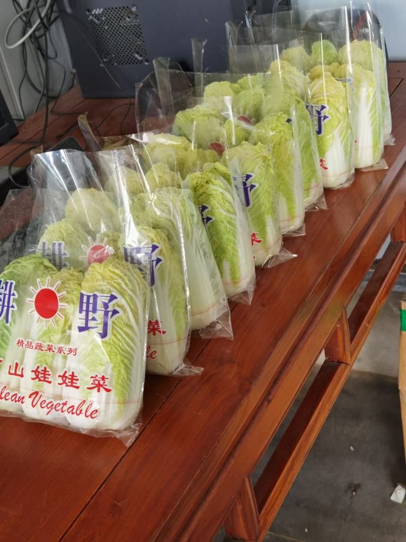 娃娃菜、大娃小娃大量有货【河南豫丰合作社诚信经营】