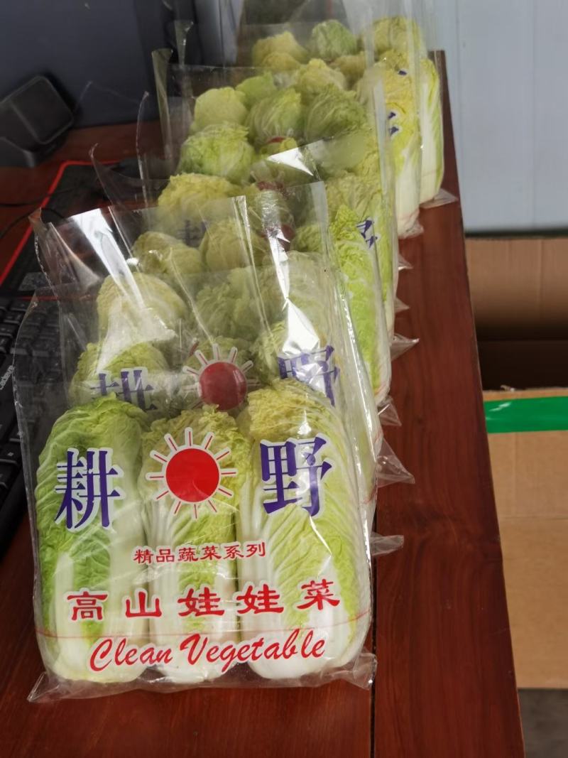 娃娃菜、大娃小娃大量有货【河南豫丰合作社诚信经营】