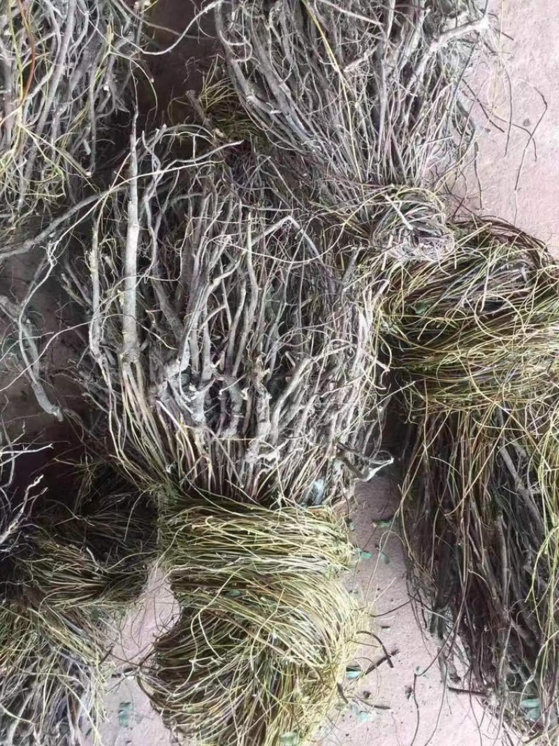 鸡骨草老挝一手货源