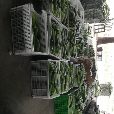 大量批发黄瓜有需要的联系，精品统货次品样样俱全