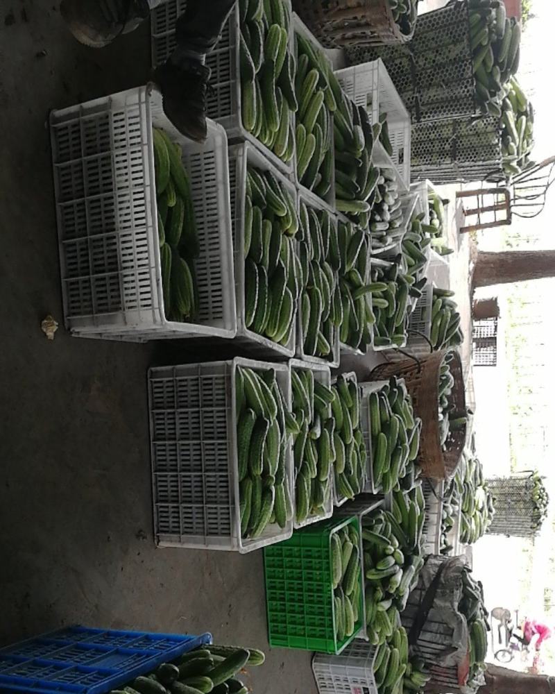 大量批发黄瓜有需要的联系，精品统货次品样样俱全