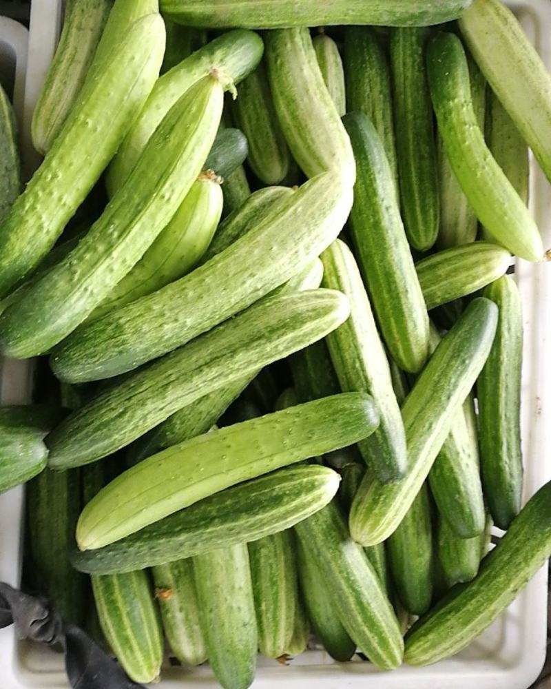 大量批发黄瓜有需要的联系，精品统货次品样样俱全