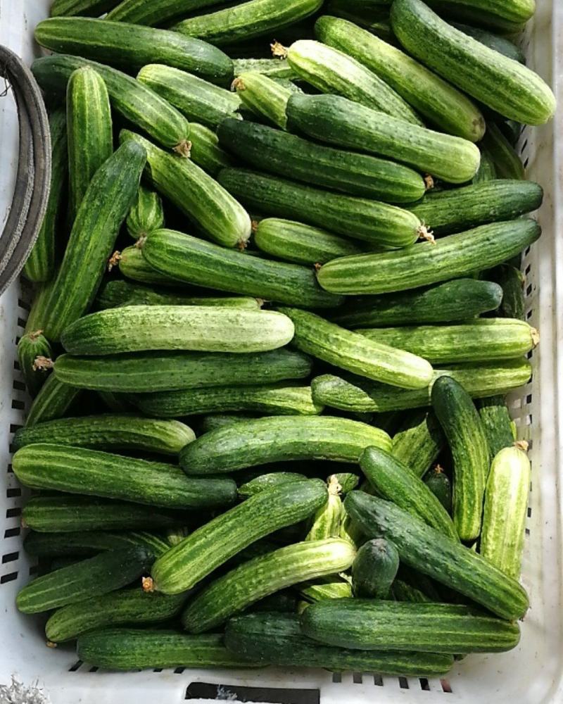 大量批发黄瓜有需要的联系，精品统货次品样样俱全