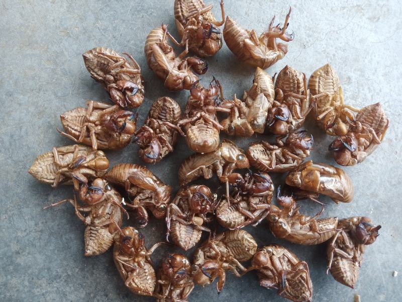 山东临沂产地知了壳蝉蜕水洗货精品，饮片厂专用