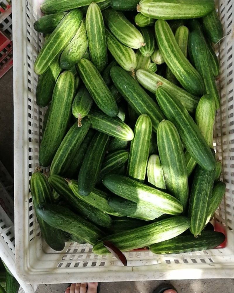 大量批发黄瓜有需要的联系，精品统货次品样样俱全